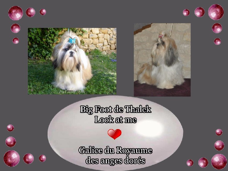 du royaume des  anges dorés - Shih Tzu - Portée née le 25/08/2016