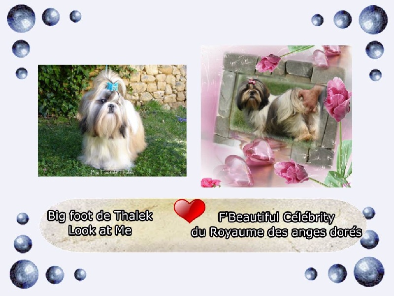 du royaume des  anges dorés - Shih Tzu - Portée née le 01/08/2016